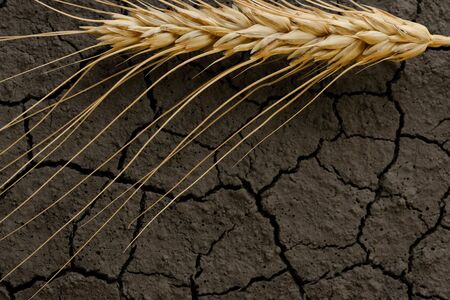 Macro of one grain ear over cracked earthの写真素材