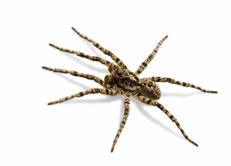 Tarantula spider isolated over white background with shadowの写真素材