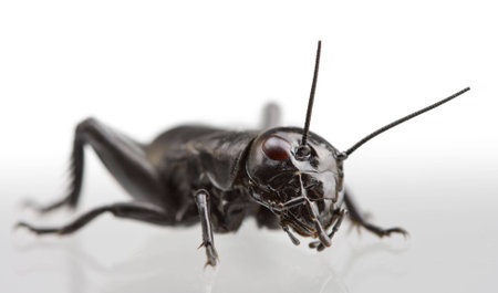 Extreme close up of black cricket over white backgroundの写真素材