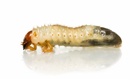 Sideview of maggots larva - agricultural pest, on white reflective planeの写真素材