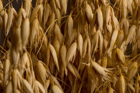 oat ears background, crop capacity conceptの写真素材