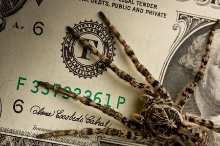 Macro shot of spider guarding bank noteの写真素材