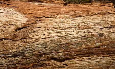 Macro of old tree bark interior structureの写真素材