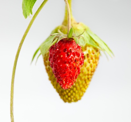 green and ripe strawberry over white backgroundの写真素材