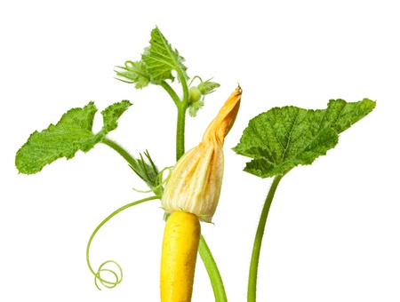 yellow gourd with flower isolated on whiteの写真素材