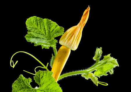 studio shot of gourd liana isolated on blackの写真素材