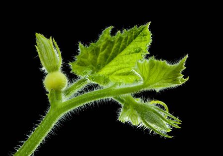 Macro of young gourd isolated on blackの写真素材