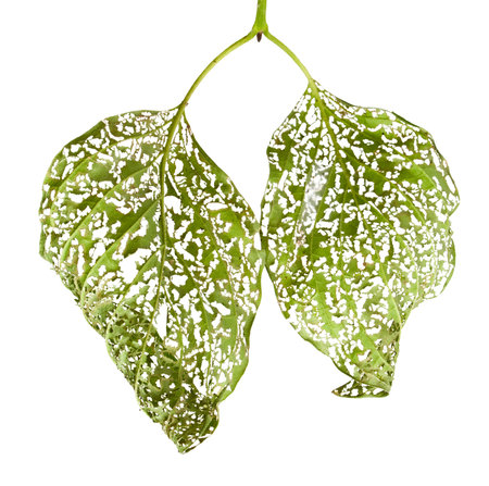 Leaves damaged by vermin bugs isolated on white