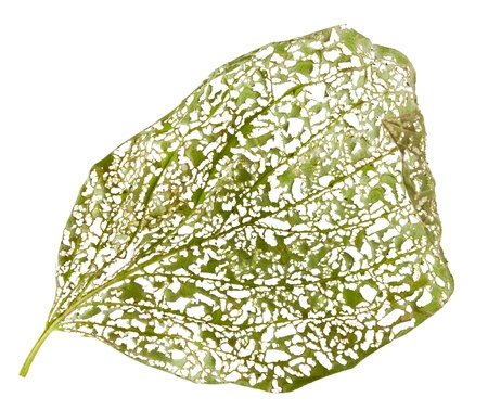 Macro of leaf eaten by bugs isolated on whiteの写真素材