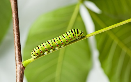 Macro of colorful caterpiller climbing on stemの写真素材
