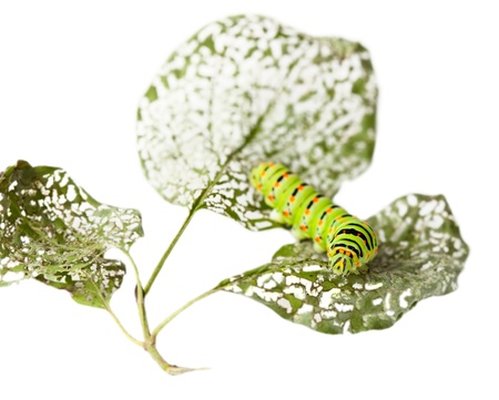 Macro of caterpillar on chewed leaf isolated on whiteの写真素材