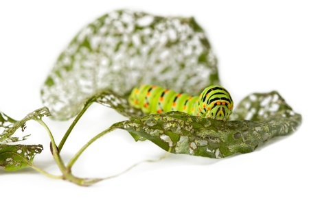 Macro of caterpillar on damaged leaf isolated on whiteの写真素材