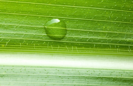 macro detailed shot of cereal leaf with water dropの写真素材