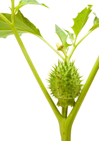 Macro of Datura stramonium isolated on whiteの写真素材