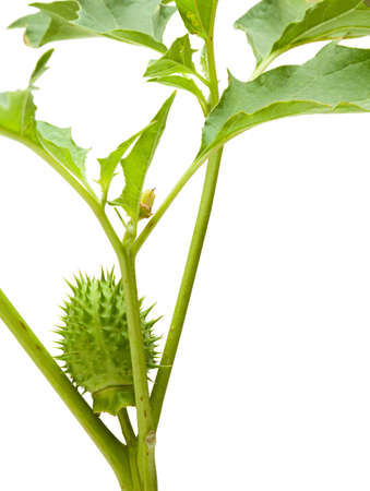 Macro of Datura stramonium isolated on whiteの写真素材