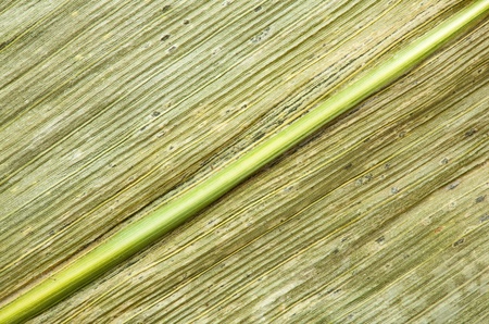 Abstract background of autumn cereal leaf macroの写真素材