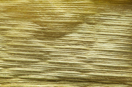 Macro shot of autumn maize leaf backgroundの写真素材