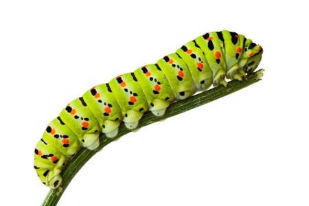macro of butterfly larva climbing on twig isolated on whiteの写真素材