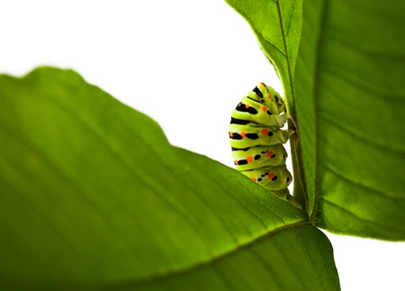 studio shot of butterfly larva isolated on whiteの写真素材