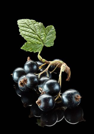 Macro of black currant on black reflective backgroundの写真素材