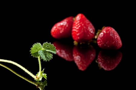 Strawberry and growing runner isolated on blackの写真素材