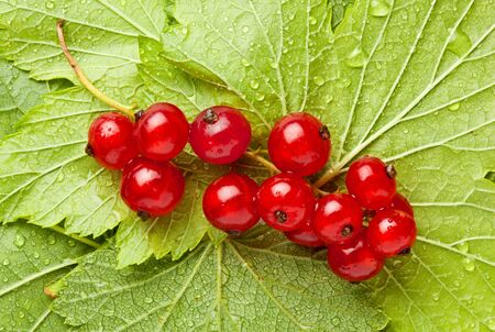 Macro of red currant bunch and leaves with water dropsの写真素材