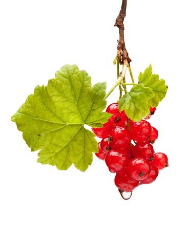 Macro studio shot of Ribes rubrum bunch の写真素材