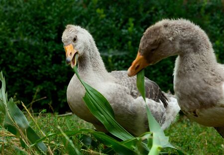 Close-up of grey domestic geese eating on poultry yardの写真素材