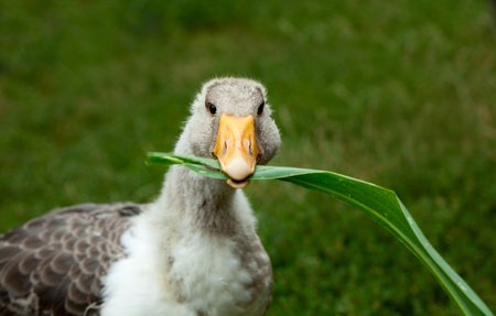 Close-up of young goose eating corn leaves の写真素材