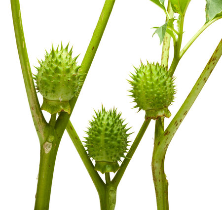 jimson weeds similar to three human figuresの写真素材