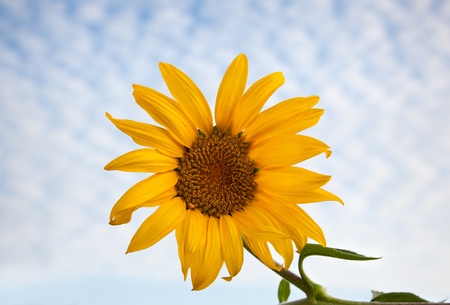close-up of ripe sunflower over cloudy sky backgroundの写真素材