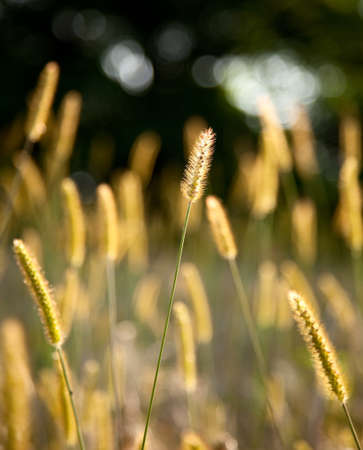 Macro of seteria back-lighted by sunsetの写真素材
