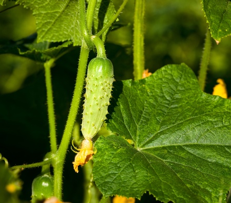 Macro of young cucumber on blooming bush in summer gardenの写真素材