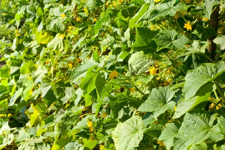 Close-up of cucumber liana in summer gardenの写真素材