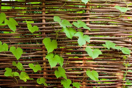 Background of rural wattled fence with green leavesの写真素材