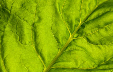 studio shot of gourd fresh leaf fragmentの写真素材