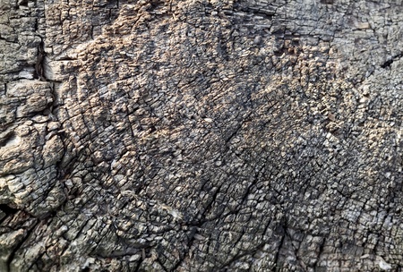 Macro of old tree stump cross-sectionの写真素材