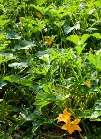Close-up of blooming gourd plant in summer gardenの写真素材