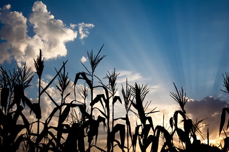 evening back light of sunset on corn field silhouetteの写真素材