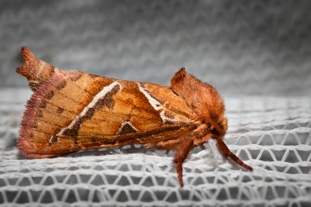 Macro of lepidoptera sitting on white curtainの写真素材
