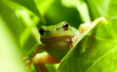 Macro of tree frog peeking out from behind the leavesの写真素材