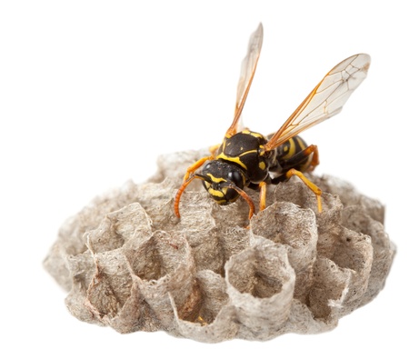 Macro of wasp (Vespula vulgaris) sitting on nest isolated on whiteの写真素材