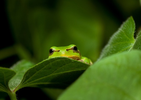 Macro of tree frog peeking out from behind the leavesの写真素材