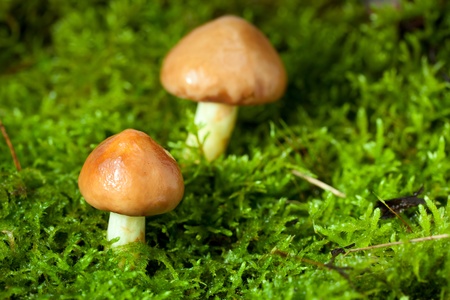 Macro of three annulated boletus (Suillus luteus) in autumn forest over green moss backgroundの写真素材