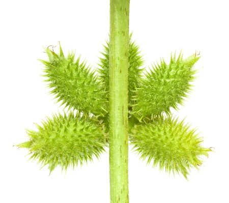 Macro of cocklebur (Xanthium) branch with thorny seedpods isolated on whiteの写真素材
