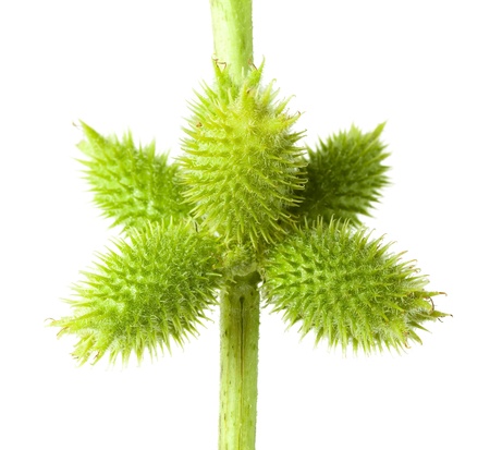 Macro of cocklebur (Xanthium) branch with thorny seedpodsの写真素材