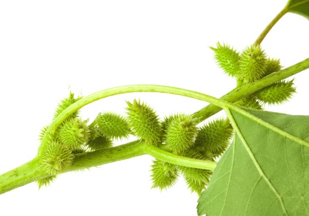 Close-up of cocklebur branch with leaves and thorny fruits isolated on whiteの写真素材
