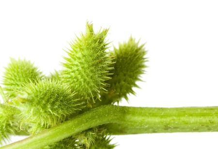 Macro of cocklebur (Xanthium) thorny seedpods bunchの写真素材