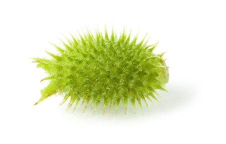 Macro of cocklebur (Xanthium) sticky fruit isolated on whiteの写真素材