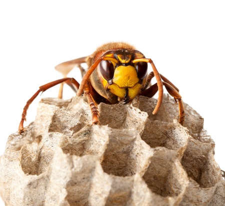 Macro of hornet (Vespa crabro) sitting on vespiary isolated on whiteの写真素材